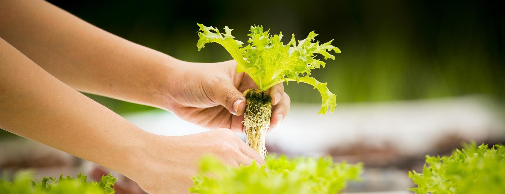 Plant Cultivation Tools Store -Plant Cultivation Tools Store hydroponics 4684821 1920